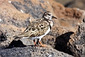 stenvender IMG_3881